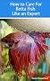 How to Care for Betta Fish Like an Expert (Aquarium and Turtle Mastery)