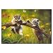 Kittyland Jigsaw Puzzle 500pc