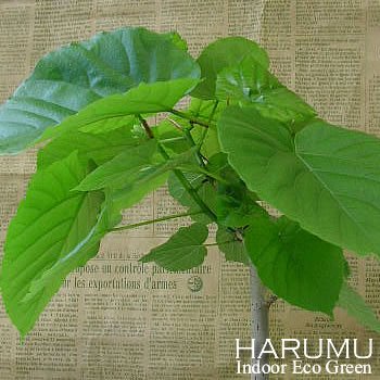 【おまかせ】【品質保証花】おまかせフィカス・ウンベラータ白鉢植（大)