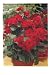 Grdn Hflag Begonias