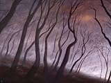 Through the woods