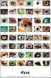 Eyes Science Poster