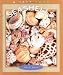Seashells (True Books: Earth Science)