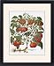 Framed Prints of TOMATO, 1613. The tomato (Lycopersicon esculentum). Engraving for Basilius from Granger Art on Demand
