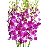 Fresh Cut Flowers - Purple Dendrobium Orchids