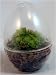 Carnivorous Sundew Egg Terrarium Kit - Live Plant
