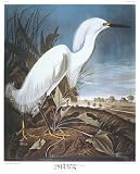Art Poster Print - Snowy Heron Or White Egret - Artist: John James Audubon - Poster Size: 22 X 26 inches