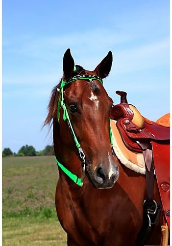 Triple E Nylon Southwest Trail Bridle Neon Purple