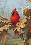 Outdoor Living : Cardinal & Oak Garden Flag