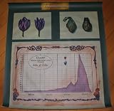 Tulipomania Poster Wall Street 2