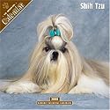 Shih Tzu 2008 Wall Calendar