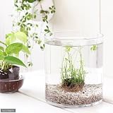 (水草)私の小さなアクアリウム ～窓辺のベトナムクローバーボール～ ラージグラス(直径18×H20cm) 本州・四国限定[生体]