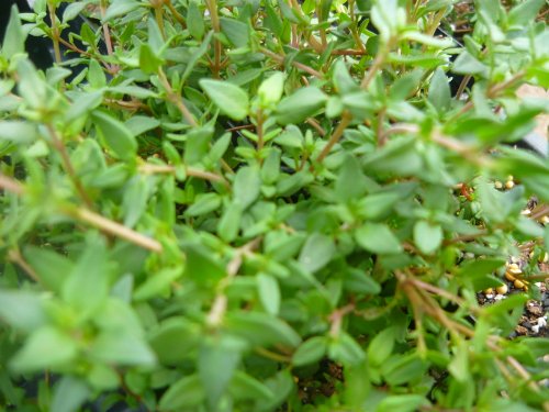 French Thyme Live Herb Plant French Thyme Live Herb Plant