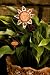 Set of 3 Angel, Butterfly, and Flower Seeds of Faith: Thank You God Plant Pics