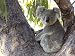 Koala (Phascolartos Cinereus), Magnetic Island, Queensland, Australia Photographic Poster Print by Thorsten Milse, 24x18