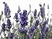 Lavender - 36