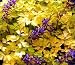 Berry Exciting Golden Bleeding Heart - Corydalis -SHADE