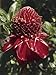 Close-Up of Flower of a Torch Ginger Plant (Etlingera Elatior) Photographic Poster Print, 18x24