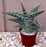 Pheasant Breast Aloe Plant-Aloe variegata-Easy to grow