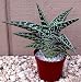 Pheasant Breast Aloe Plant-Aloe variegata-Easy to grow
