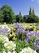 Agapanthus Flowers and St. Peters Anglican Cathedral, Adelaide, South Australia, Australia Art Photographic Poster Print by Neale Clarke, 12x16 Image