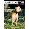 American Staff || Das American Staffordshire Terrier Magazin Nr.1