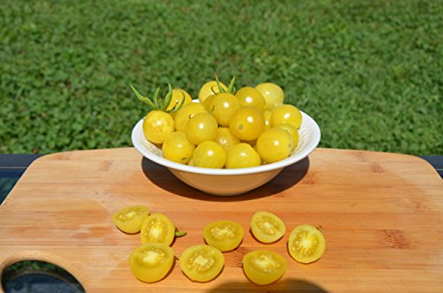 Lemon Drop Organic Tomato Seeds- Rare Yellow Cherry Heirloom- 50+ Seeds by Ohio Heirloom Seeds Lemon Drop Organic Tomato Seeds- Rare Yellow Cherry Heirloom- 50+ Seeds by Ohio Heirloom Seeds