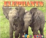 Elephants (Wild Ones)