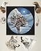 2 Prints Native American Indian Print Wolves Hawk Poster Buffalo Art Picture