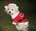 Dog Costume - Santa Paws (Pet Santa Claus Halloween or Christmas Costume) - X-Small (XS)