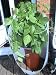 Funpots Patio allotment, Self watering Raised bed Rotapot including Plant protective Lighthouse, 
