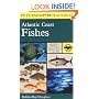 A Field Guide to Atlantic Coast Fishes : North America (Peterson Field Guides)
