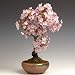 贈り物にオススメ盆栽：御殿場桜(瀬戸焼鉢)*【春に開花】