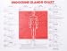 Endocrine Glands Chart