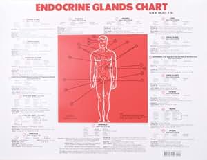 Amazon.com : Endocrine Glands Chart : Norman Walker Books : Office Products
