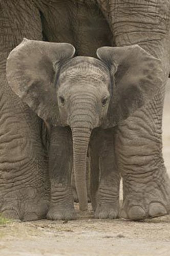 1art1 34919 Elefanten - Grosse Ohren, Baby-Elefant Poster (91 x 61 cm)