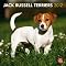 Jack Russell Calendar