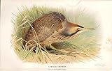 American Bittern Lilfords Birds 1885-97 By A Thorburn