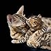 Bengal Cat and Kitten - 30