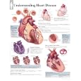 Understanding Heart Disease chart by Various