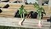 1 Gallon Angel Trumpet Brugmansia Frosty Pink Tree Large Bloom