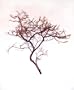Manzanita Branch Centerpieces (Pack of 6)