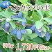 �n�X�J�b�v�̎�/500g