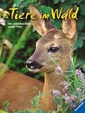 Produkt-Bild: Tiere im Wald: Die sch&ouml;nsten Bilder junger Tiere