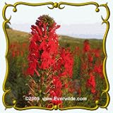 1 Oz Cardinal Flower (Lobelia cardinalis) Bulk Wildflower Seeds