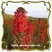 Cardinal Flower (Lobelia cardinalis) Jumbo Wildflower Seed Packet - 2000 Seeds