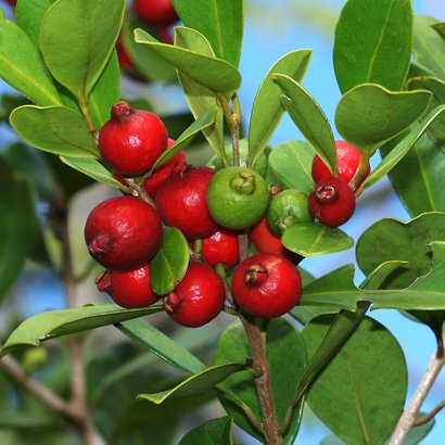 Seeds and Things Psidium Cattleianum - Strawberry Guava 15 Seeds