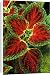 Canvas Prints of Coleus Winsome - (under glass) in beautiful Victorian greenhouses from Ardea Wildlife Pets
