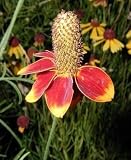 MEXICAN HAT WILDFLOWER 500 SEEDS 51hNp9oGnoL. SL160 MEXICAN HAT WILDFLOWER 500 SEEDS