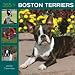 boston terrier - 365 Days of Boston Terriers 2009 Wall Calendar